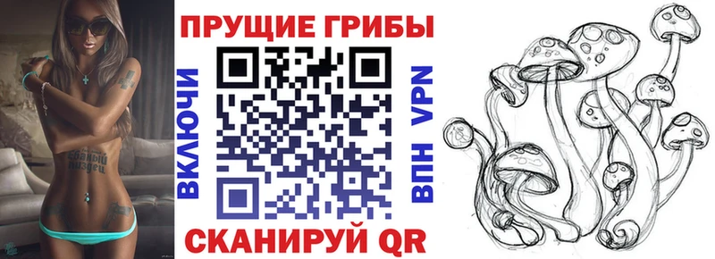 Псилоцибиновые грибы Cubensis  Белоозёрский 